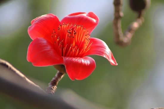 木棉花的资料关于英雄树的全面介绍