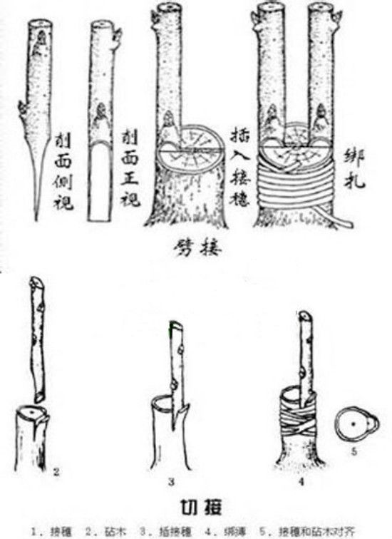 银杏树的嫁接方法附图最常用的为枝接和芽接两种