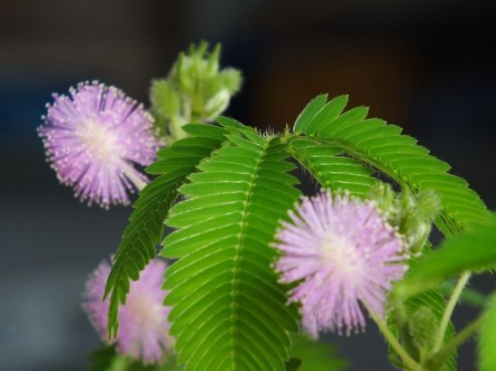 含羞草种子扁圆,撒播时不容易散开,出现种子重叠时,应使用竹签拨散