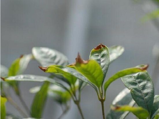 桂花发芽叶尖变黑怎么办叶芽尖发黑是桂花叶枯病所至