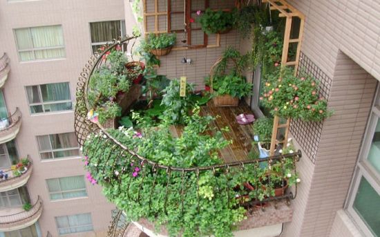 的阳台朝东的阳台由于只有上午的光线强,适合种植一些怕强光照的植物