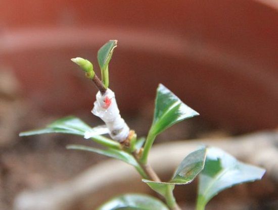 茶花如何嫁接茶花的嫁接方法步骤详解