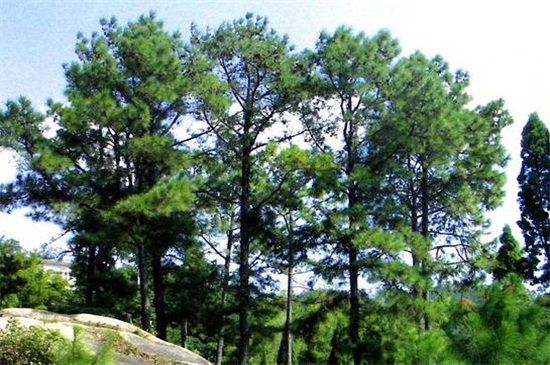 松树品种有哪些十大松树图片和种类名称