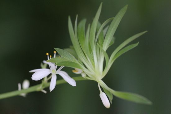 吊兰(学名:chlorophytum comosum)又名钓兰,挂兰,兰草,折鹤兰,欧美