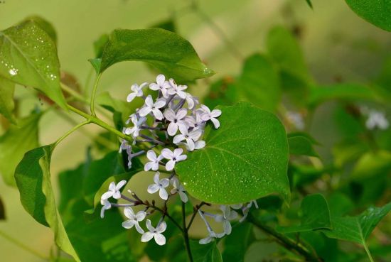 丁香花图片附介绍:相册的图片免费下载_依稀植物网