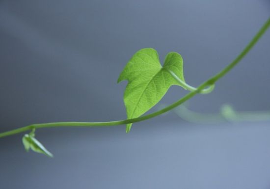 红薯图片附介绍:相册的图片免费下载_依稀植物网