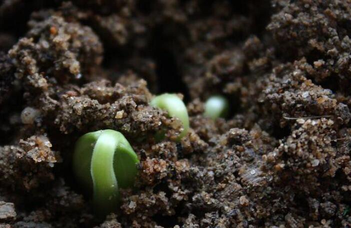 中小学生植物栽培大赛_英特尔大连高校学生环保创意营销大赛_适合室内