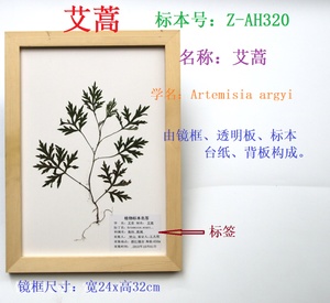 怎么做植物立体标本_植物标本台纸_贴标本用什么纸