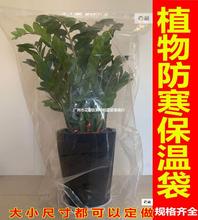 观叶植物冬季养护方法_冬季君子兰养护_园林绿化苗木冬季养护措施