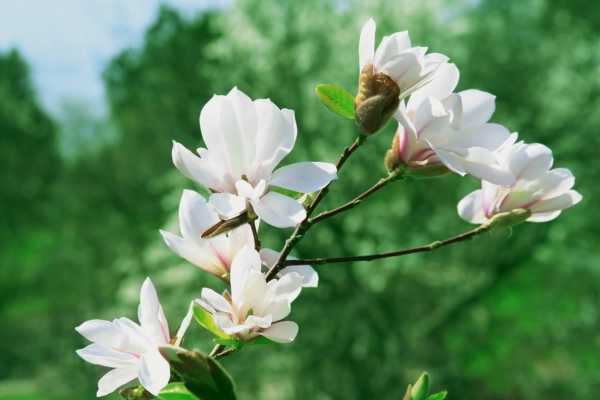 关于木兰花的元代,明代诗词《木兰花慢 以上振绮堂刻本赵待制遗稿 朱