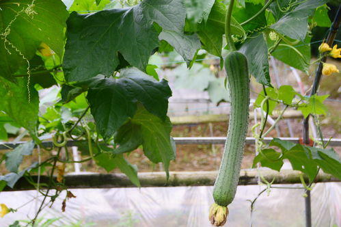 丝瓜种植技术要点