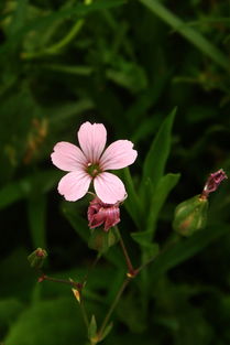 常见100种花卉