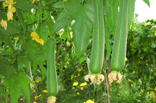 苹果丝瓜种植时间及技术要点