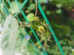 牵牛花怎么修剪