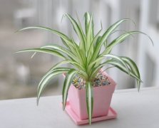 适合室内养的植物有哪些？盘点10种适合室内养的