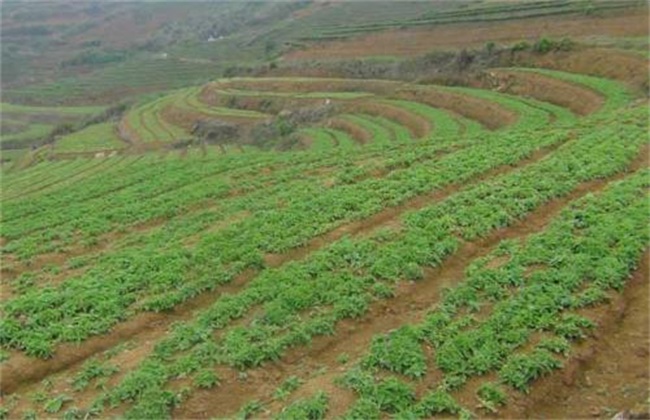 太子参种植技术