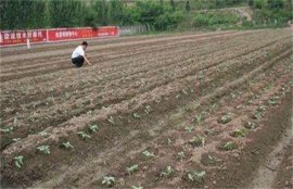 豇豆如何种植？豇豆的种植技术