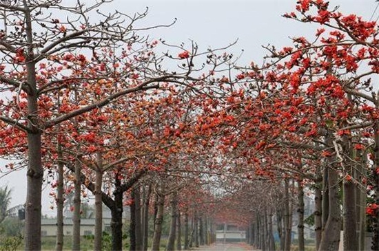 广州市的市花—木棉花