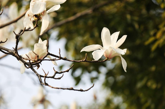 上海的市花是什么