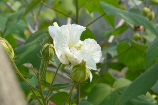 木芙蓉花的花语和传说，有关凄惨的爱情故事