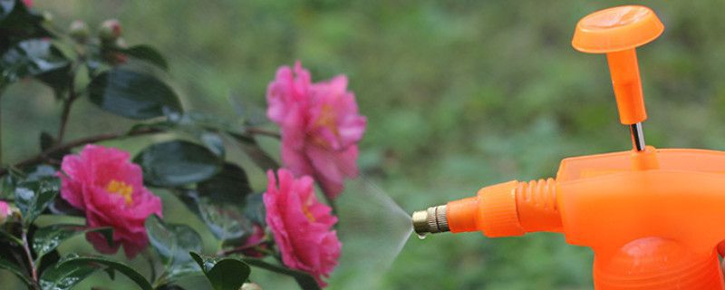 雨水浇花的正确方法