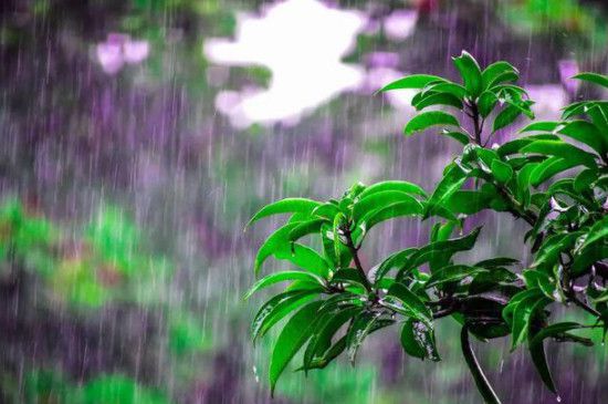 雨水浇花的正确方法