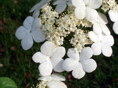 <b>琼花什么时候开？4~5月开花</b>