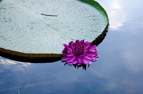 <b>王莲的资料:水生有花植物中的王者</b>