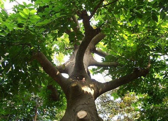 <b>野外绝不能碰的有毒植物：最毒的树——见血封喉</b>