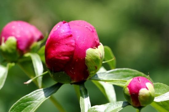 芍药夏天可以移栽吗？不适合移栽/容易导致植株萎蔫死亡