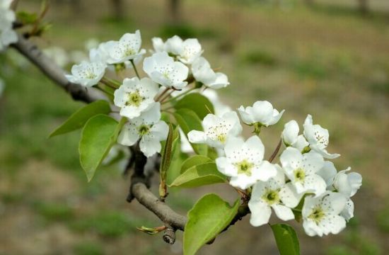 梨花的花期：花期短,梨花相当好看