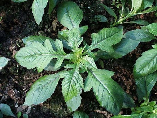 菊花脑是什么？指菊科茼蒿属草本野菊花的近缘植物