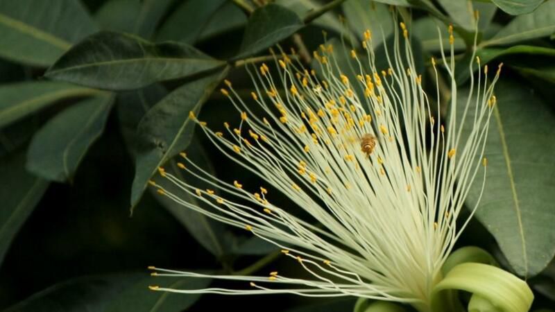 <b>发财树开花是什么预兆？发财树开花预兆财源广进</b>