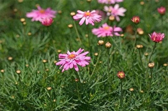 玛格丽特花花期 每年10月开花来年5月结束 依稀植物网