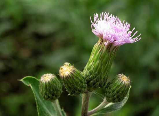 <b>刺儿菜是什么？刺儿菜的食用价值和药用价值</b>