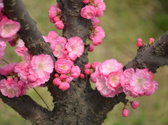 灿烂的梅花图片