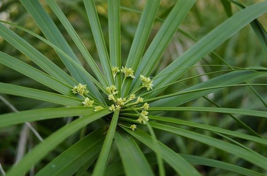 水竹怎么养？水竹的种植方法