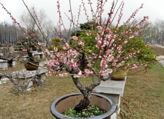 盆栽梅花怎样育苗和管理要点