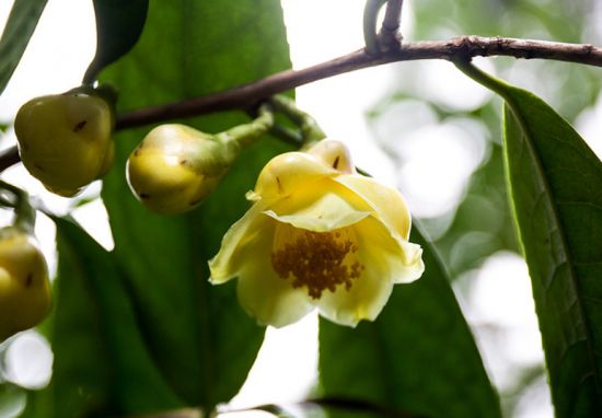 <b>金花茶：植物界“大熊猫”</b>