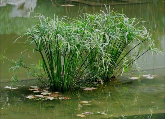 怎样水养旱伞草