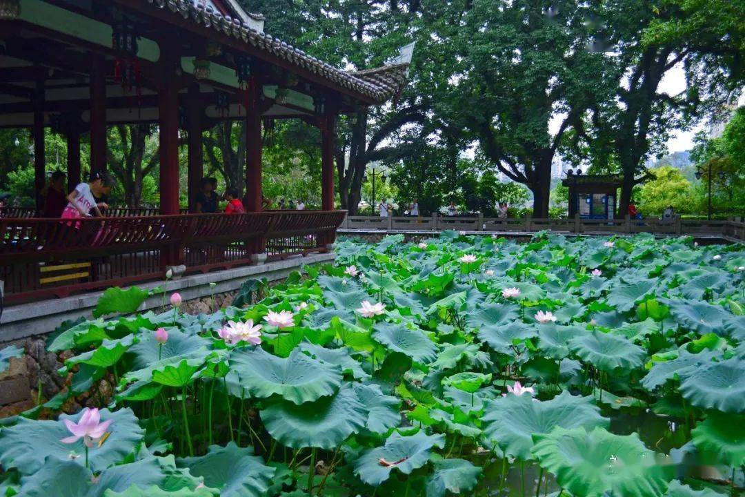 园林常见的水生植物 风景园林网_盆景植物水生_陆生植物和水生植物的相同点