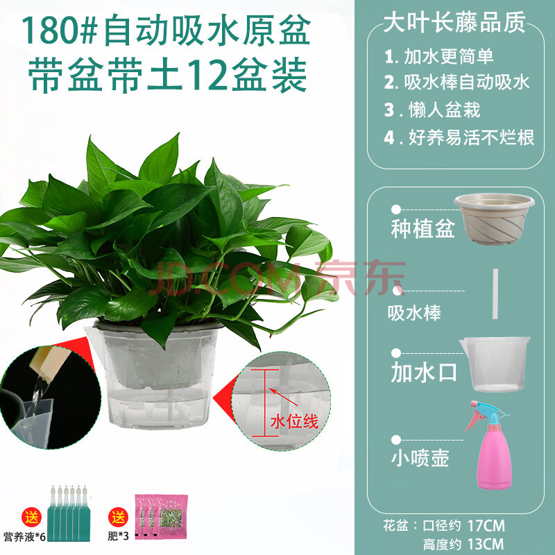 秋天观察的植物作文100字_大型观叶植物_大型食肉植物