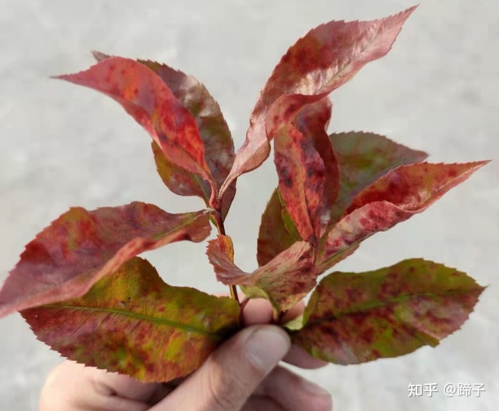 喜阴的室内大型植物_适合室内养的大型植物_室内大型观叶植物 紫红叶