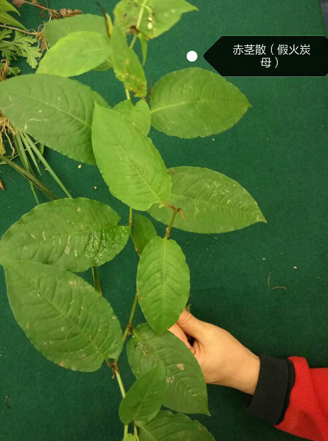 适合室内养的大型植物_室内大型观叶植物 紫红叶_喜阴的室内大型植物