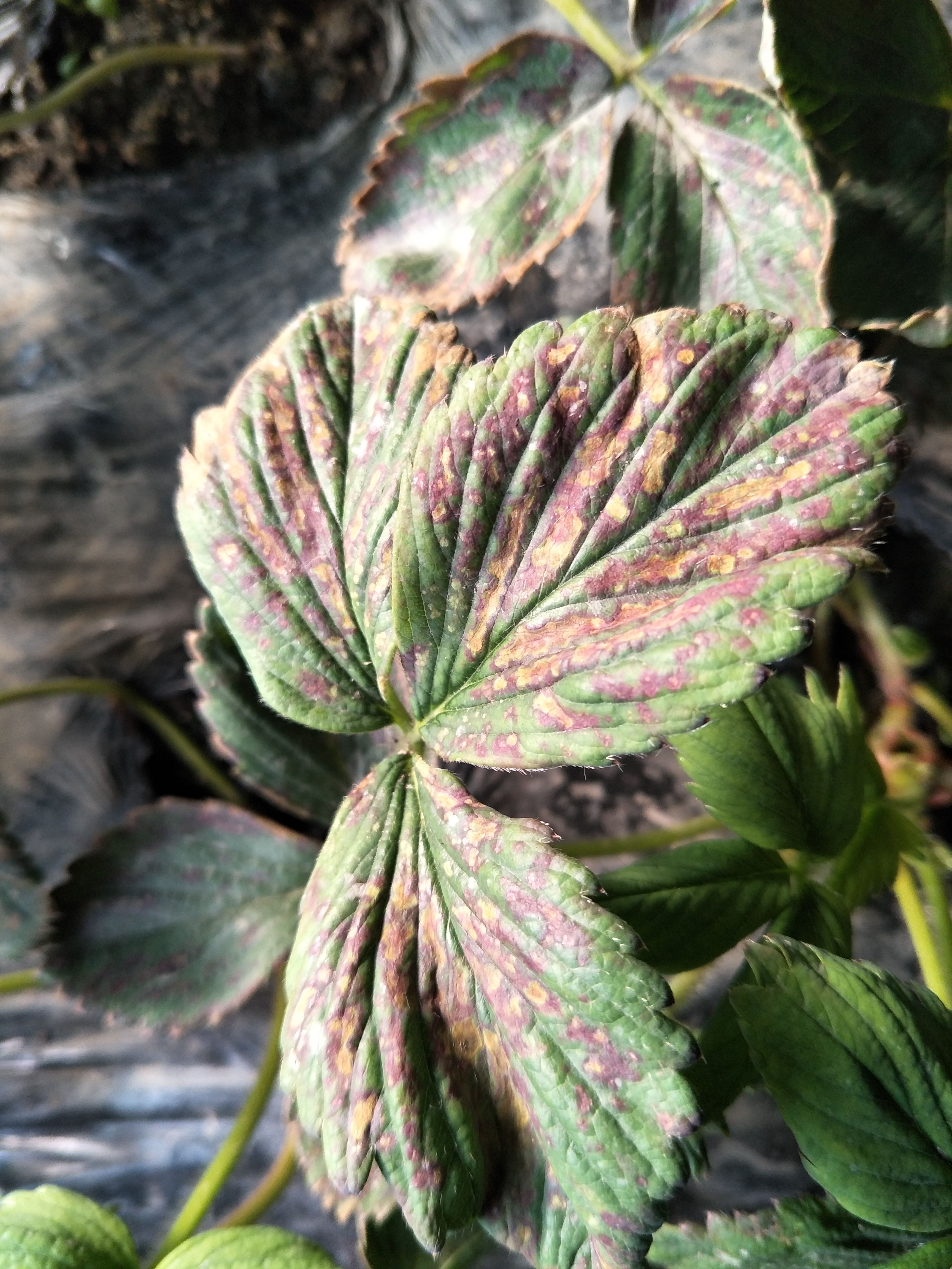 室内大型观叶植物 紫红叶_适合室内养的大型植物_喜阴的室内大型植物