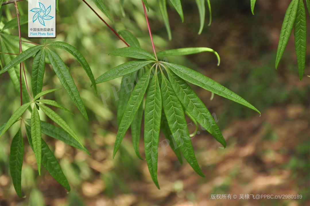 五小叶槭 国家二级保护植物 依稀植物网