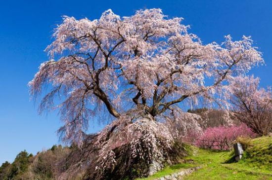 樱花树怎么种植