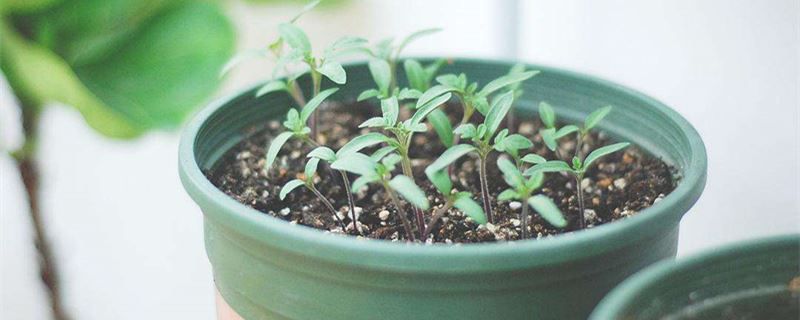 发芽的草莓长什么样 依稀植物网