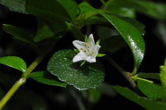 福建茶盆景几月开花