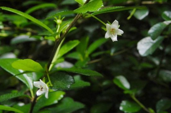 福建茶盆景几月开花